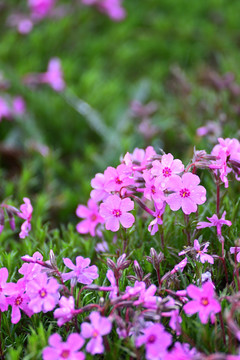 芝樱花