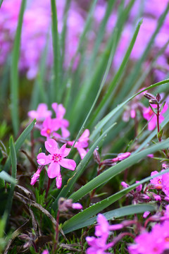 芝樱花