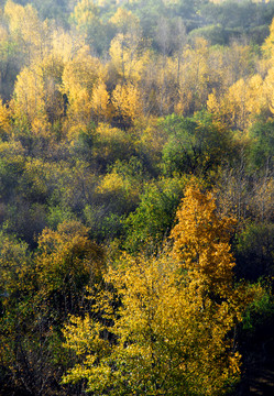 秋天的杨树林
