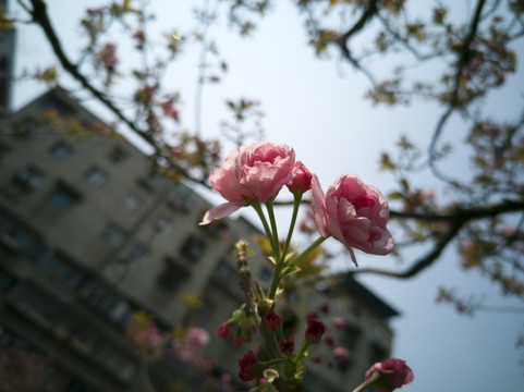 盛开的樱花