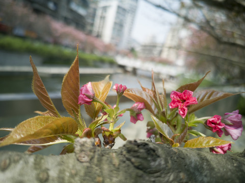 樱花苞