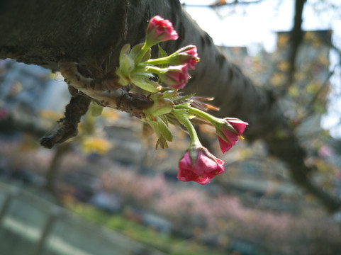 樱花苞