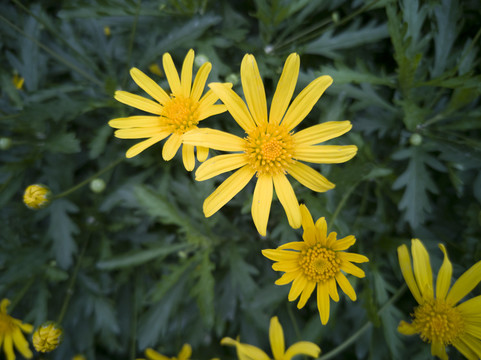 小菊花