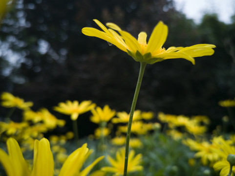 小菊花