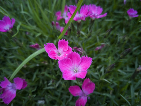 石竹花