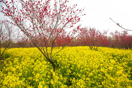 春季桃花油菜花