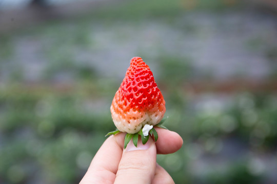 新鲜草莓采摘特写