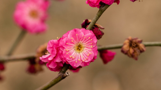 梅花