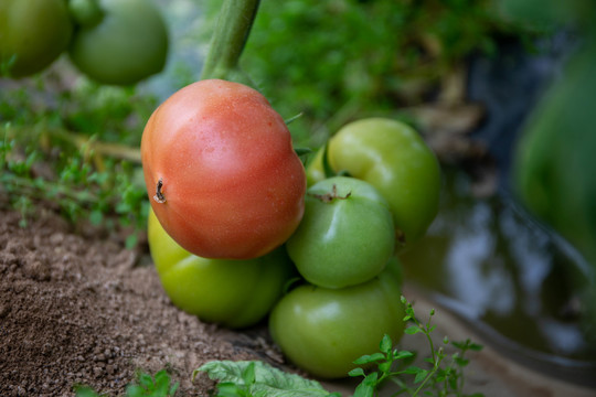 自然成熟中的西红柿