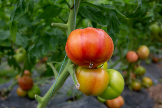 自然成熟中的西红柿特写