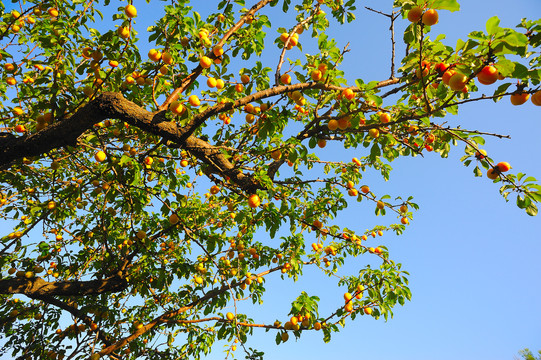 杏树挂满果实