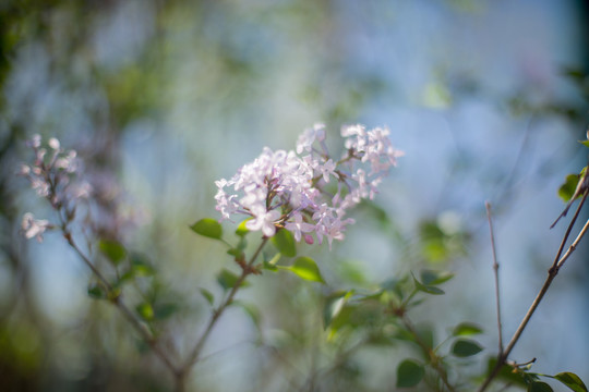 丁香花