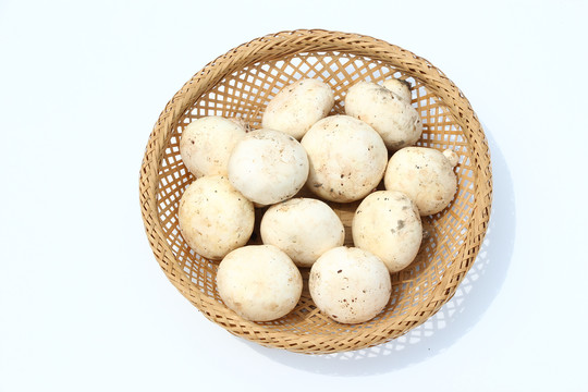 蘑菇