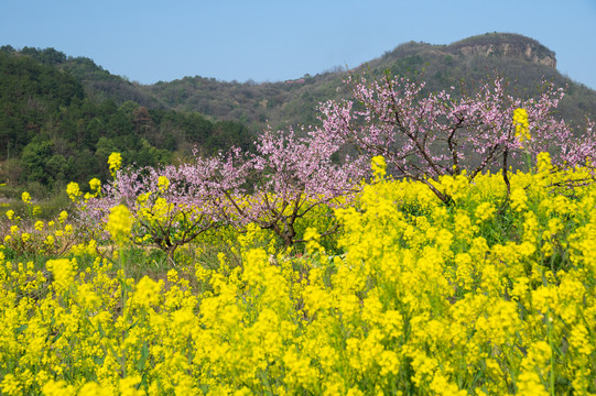 湖北黄石沼山森林公园春季风光