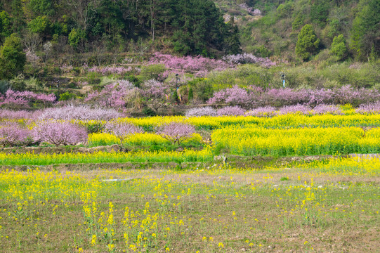 湖北黄石沼山森林公园春季风光