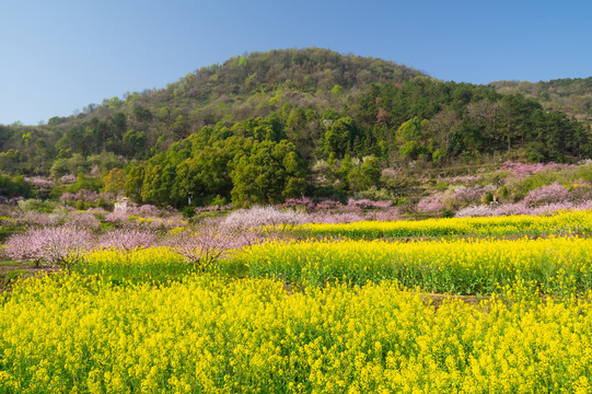 湖北黄石沼山森林公园春季风光