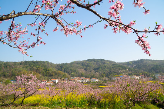 湖北黄石沼山森林公园春季风光