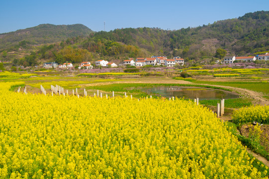 湖北黄石沼山森林公园春季风光