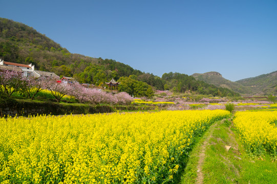 湖北黄石沼山森林公园春季风光