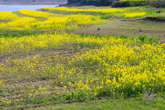 湖北黄石沼山森林公园春季风光