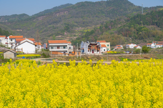 湖北黄石沼山森林公园春季风光