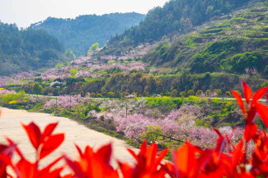 湖北黄石沼山森林公园春季风光