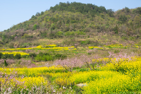 湖北黄石沼山森林公园春季风光