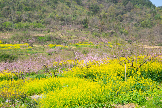 湖北黄石沼山森林公园春季风光