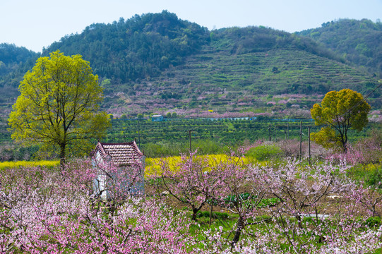 湖北黄石沼山森林公园春季风光