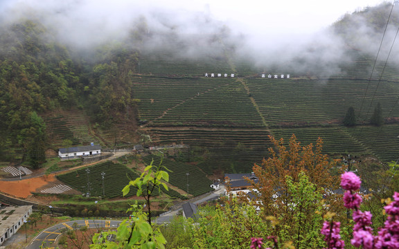 神农架高山云雾茶