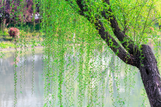 河岸发芽的柳树