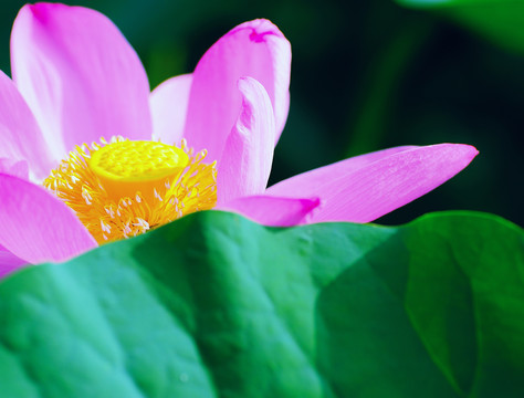 荷花特写