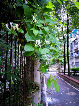 金银花