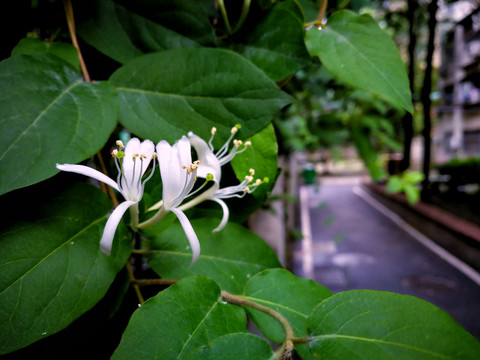 金银花