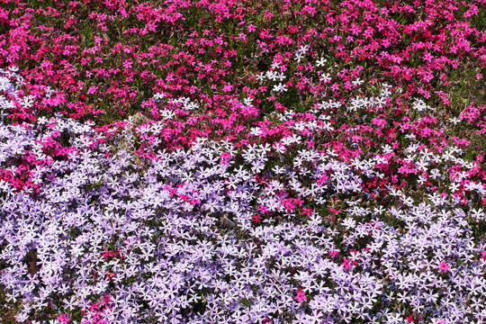 芝樱花