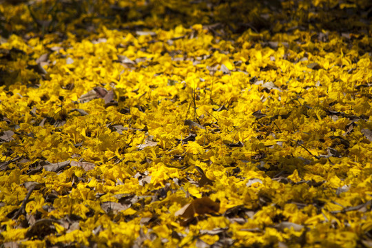黄色连翘花覆盖的地面