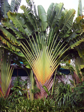 泰国扇形棕榈树