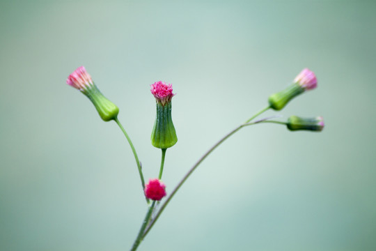 茎与粉红色的小花朵准备打开