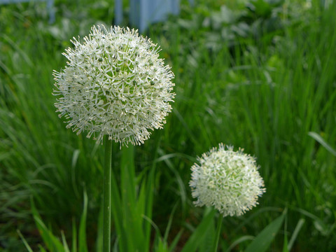 白葱属花