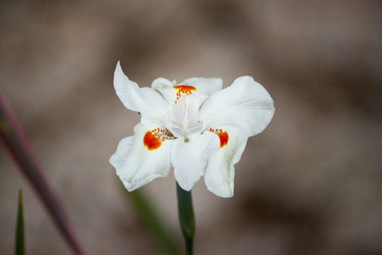 橙色花蕊的白花