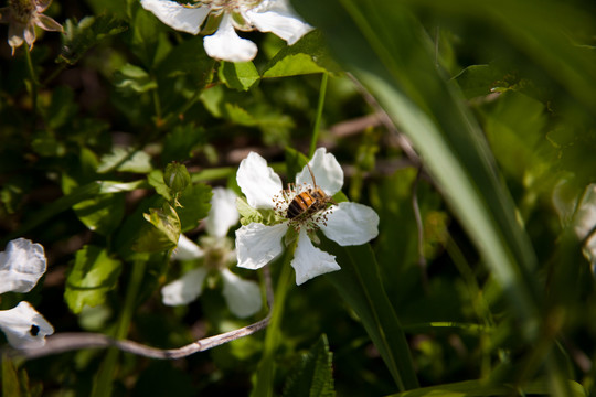 白花和蜜蜂