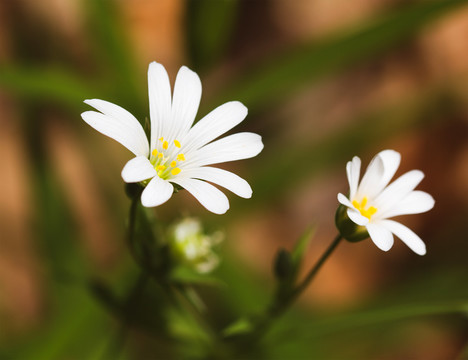 白色雏菊