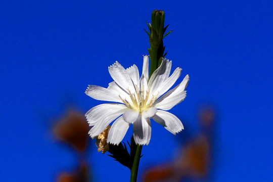 白菊苣花