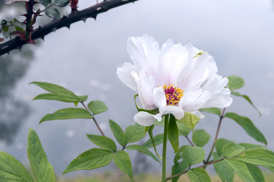 一朵纯色背景的白牡丹