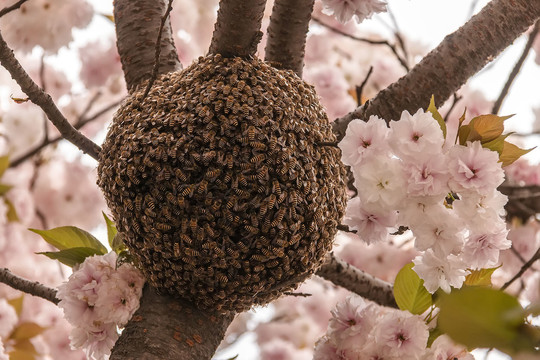 樱花树下蜜蜂巢摄影图