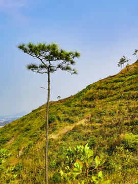 山顶风光