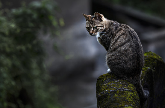 猫模特