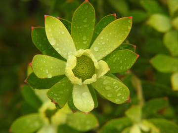 帝王花