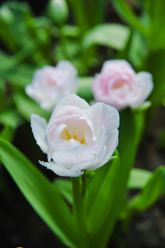 郁金香花蕊特写