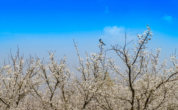 背景留白